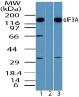 IHC-plus™ EIF3A Antibody (aa550-600)