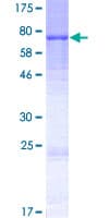 Human BPIFB6 / BPIL3 Protein (Recombinant GST)