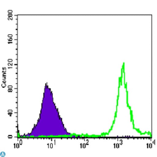PARP1 Antibody