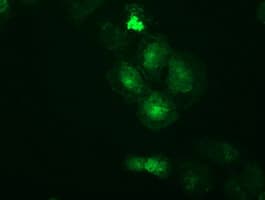 PRKAR2A Antibody (clone OTI1F8)