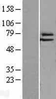ELF4 / MEF Protein (Over-Expression Lysate Myc-DDK (Flag))