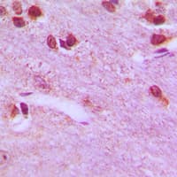 RPL26L1 Antibody (C-Terminus)