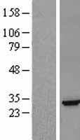 EFNA5 / Ephrin A5 Protein (Over-Expression Lysate Myc-DDK (Flag))