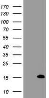 FXYD3 Antibody (clone OTI3D8)