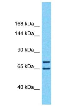 HIVEP1 / MBP-1 Antibody (aa151-200)
