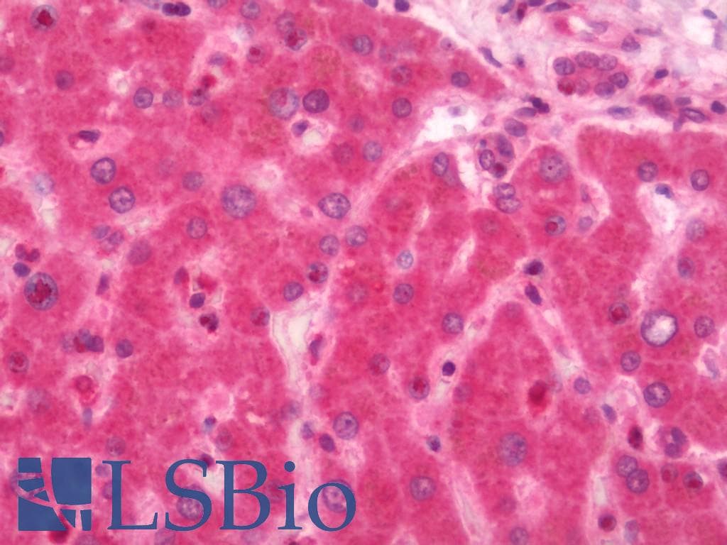 IHC-plus™ CTDSP1 / SCP1 Antibody (aa1-50)