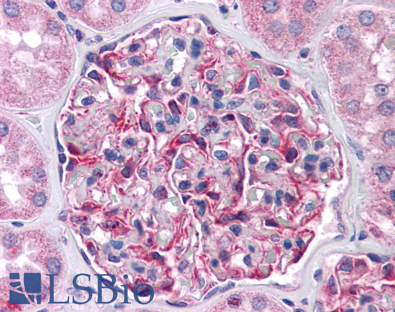 IHC-plus™ FRMPD4 Antibody