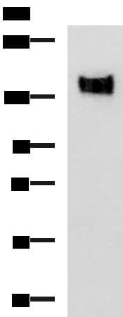 Polyclonal Rabbit anti-Human CD66a / CEACAM1 Antibody (WB)