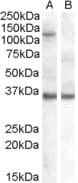 IHC-plus™ AGO1 / EIF2C Antibody (aa382-395)