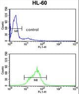 IHC-plus™ EN2 Antibody (aa243-271)