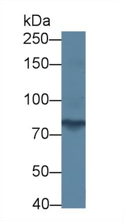 PCDHA1 Antibody (aa30-242, APC)