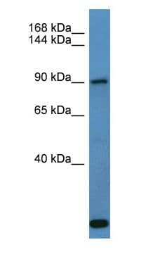 COL27A1 Antibody (aa551-600)