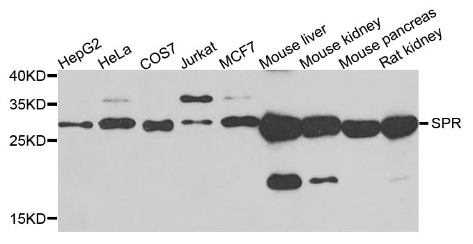 SPR Antibody