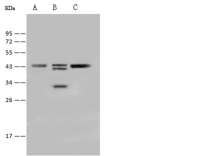 SAMSN1 Antibody (Preservative Free)