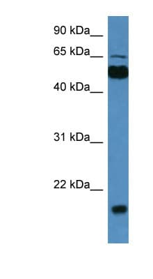 CPNE7 Antibody (aa413-462)