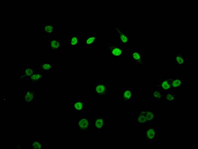 Polyclonal Rabbit anti-Human HIST1H2AI Antibody (IF, WB)