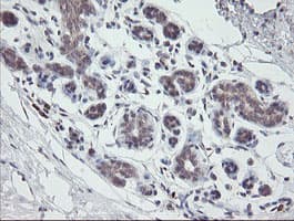 APP / Beta Amyloid Precursor Antibody (clone OTI4C9)
