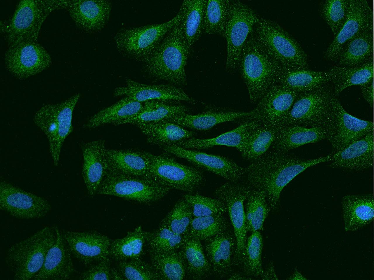 Polyclonal Rabbit anti-Human NR5A2 / LRH-1 Antibody (IF)