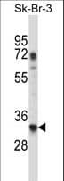RPL8 / Ribosomal Protein L8 Antibody (aa207-236)