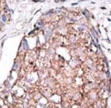 Polyclonal Rabbit anti-Human SIGLEC7 / CD328 Antibody (aa407-438, IHC, WB)