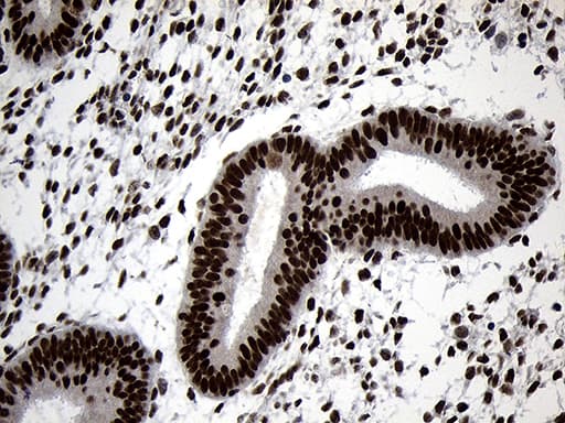 ZNF670 Antibody (clone OTI6E10, Carrier-free)