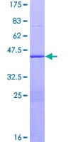 Human AGFG2 Protein (Recombinant GST)