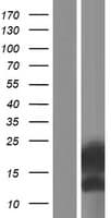 ENSA Protein (Over-Expression Lysate Myc-DDK (Flag))