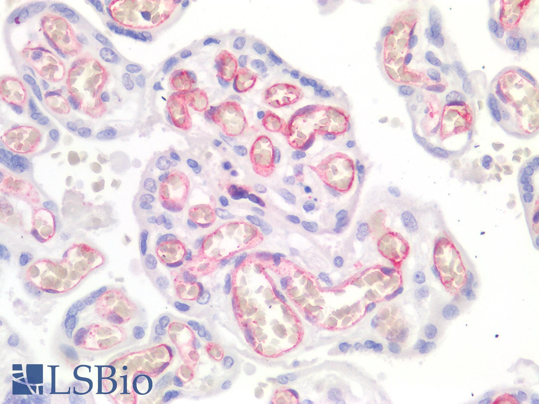 PathPlus™ CD34 Antibody