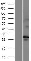 TMEM202 Protein (Over-Expression Lysate Myc-DDK (Flag))