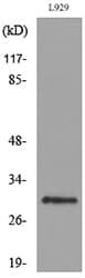 Polyclonal Rabbit anti-Human KLF13 Antibody (WB)