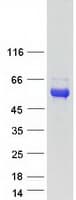 Human KDF1 / C1orf172 Protein (Recombinant Myc-DDK (Flag))