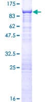 Human CSTF2T Protein (Recombinant GST)