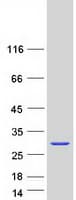 Human CSH1 / Placental Lactogen Protein (Recombinant Myc-DDK (Flag))