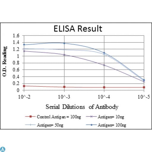 SMAD2 Antibody