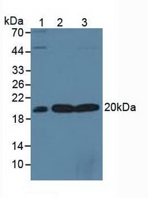 SKP1 Antibody (aa1-163)