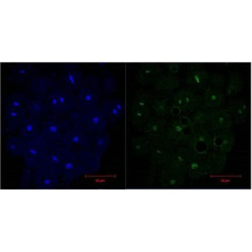 Monoclonal Mouse anti-Human Histone H3 Antibody (clone 1G1, IF, WB)