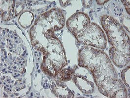 MRPS27 Antibody (clone OTI6E5)