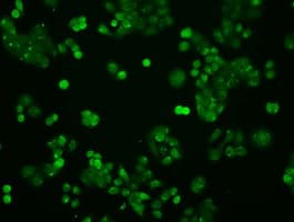 STAT1 Antibody (clone 4H9)