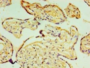 P4HA3 Antibody (aa20-544)