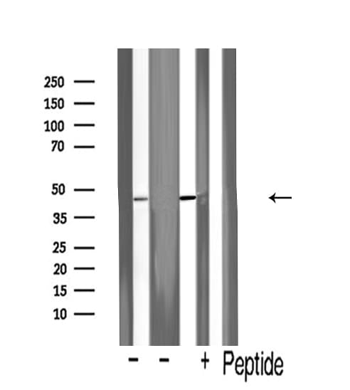 FLOT2 / Flotillin 2 Antibody