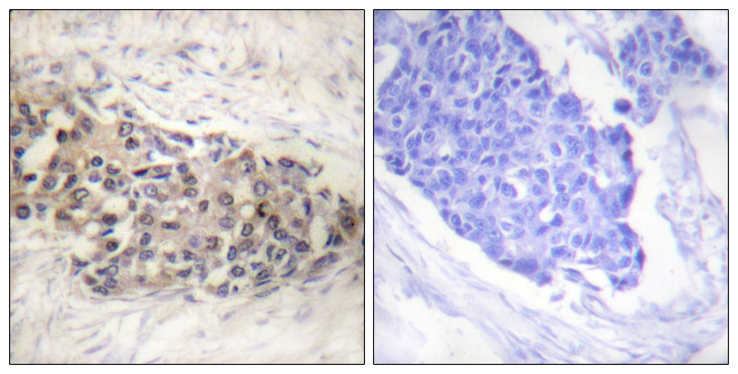USF2 Antibody (aa196-245)