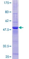 Human TIMM22 Protein (Recombinant GST)
