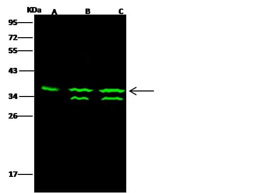 TS / Thymidylate Synthase Antibody (Preservative Free)