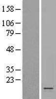 KCNE1 / MinK Protein (Over-Expression Lysate Myc-DDK (Flag))