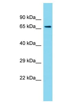 PPP1R37 Antibody (aa631-680)