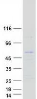 Human FAM46A Protein (Recombinant Myc-DDK (Flag))