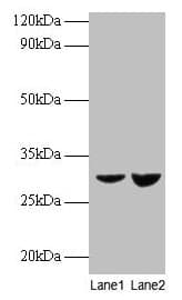 IHC-plus™ UQCRFS1 Antibody