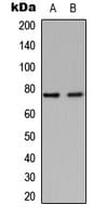 GNPAT / DHAP-AT Antibody (Internal)