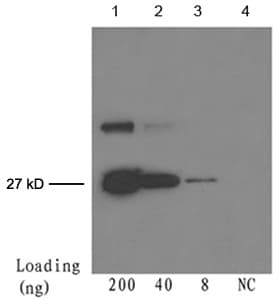 GFP Antibody (clone 5E5G11)