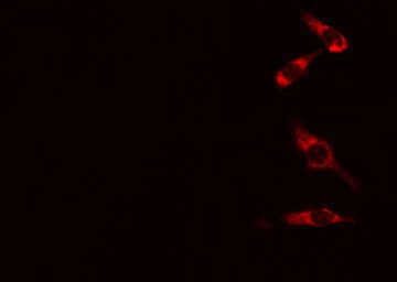 HARS Antibody